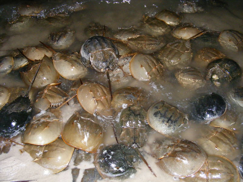 Inland Bays a breeding ground for horseshoe crabs Cape Gazette